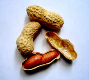 534px-arachis-hypogaea-peanuts